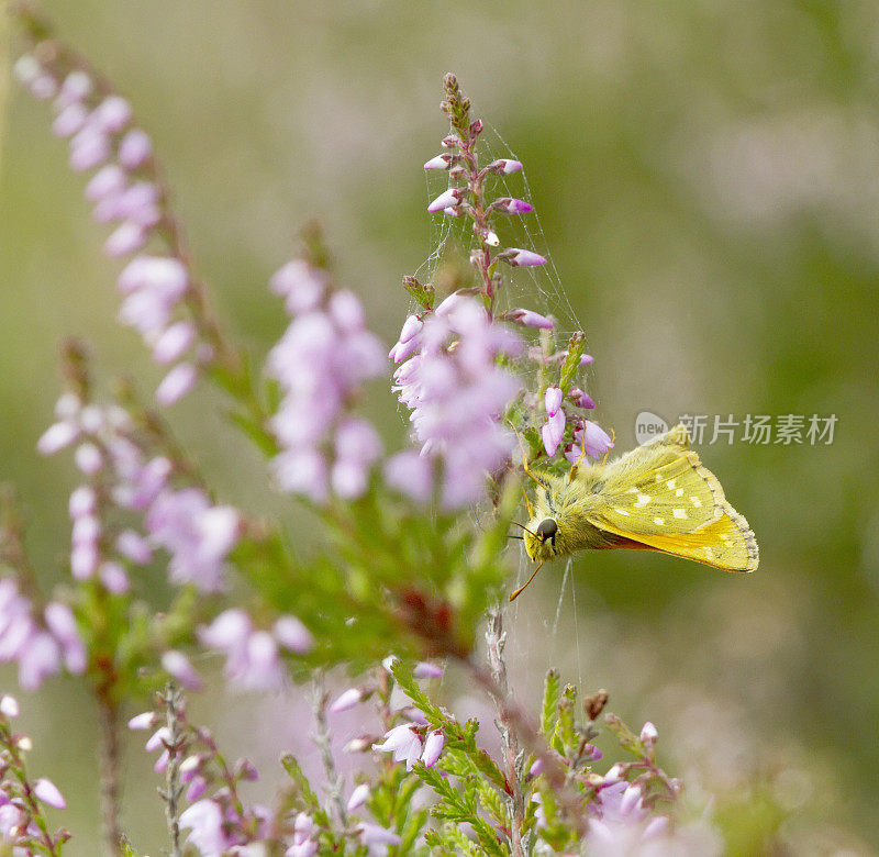 银斑Skipper Butterfly(橙皮蝶，逗号)